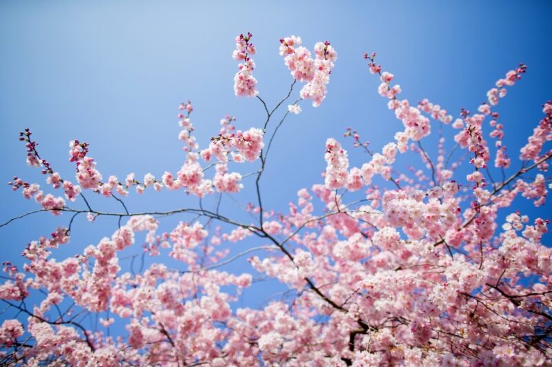 meteo domani primavera